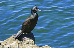 European Shag